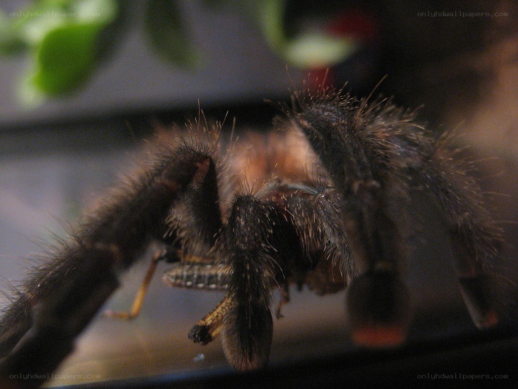 hairy tarantula eating prey