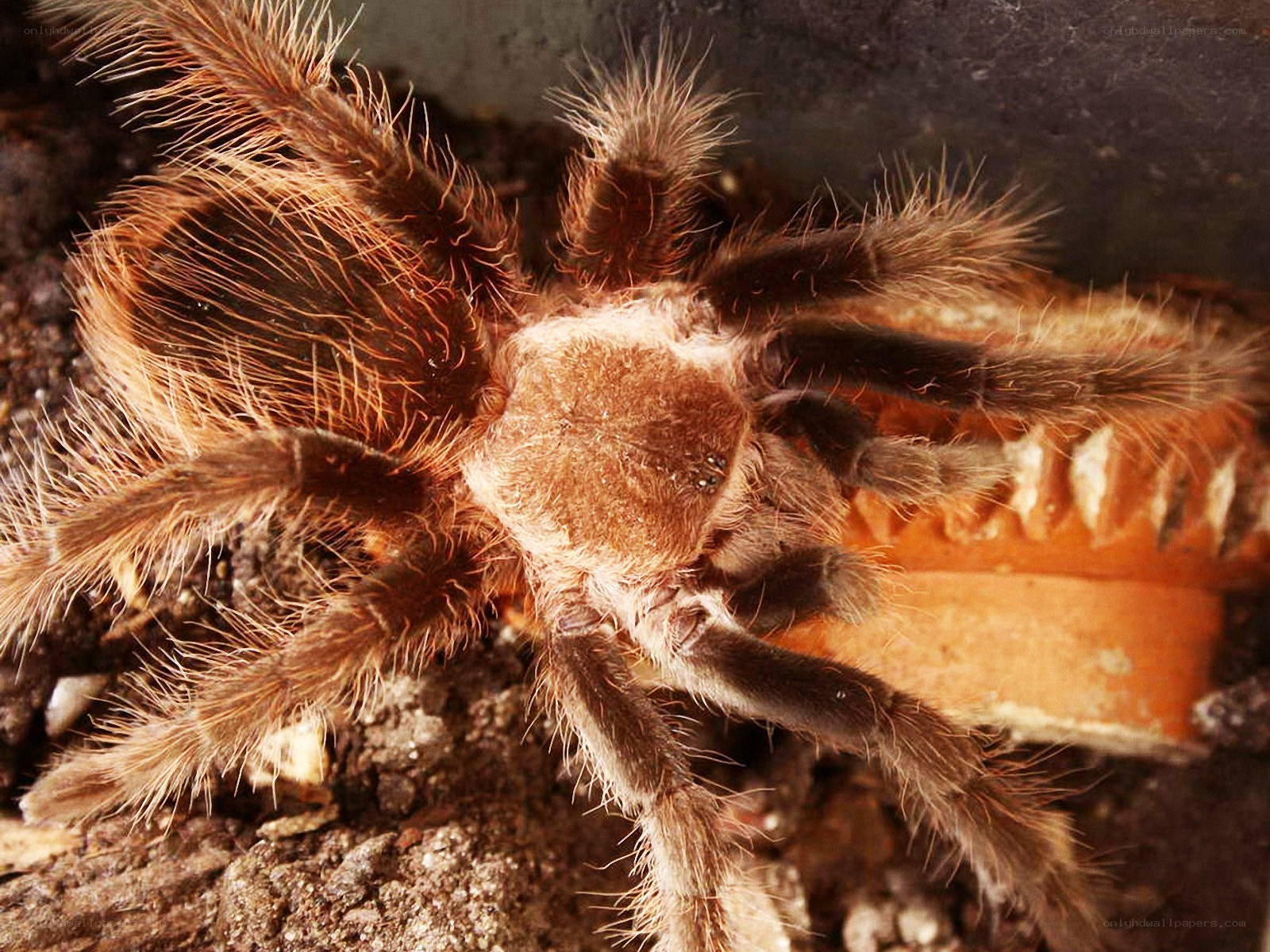 hairy tarantula in enclosure