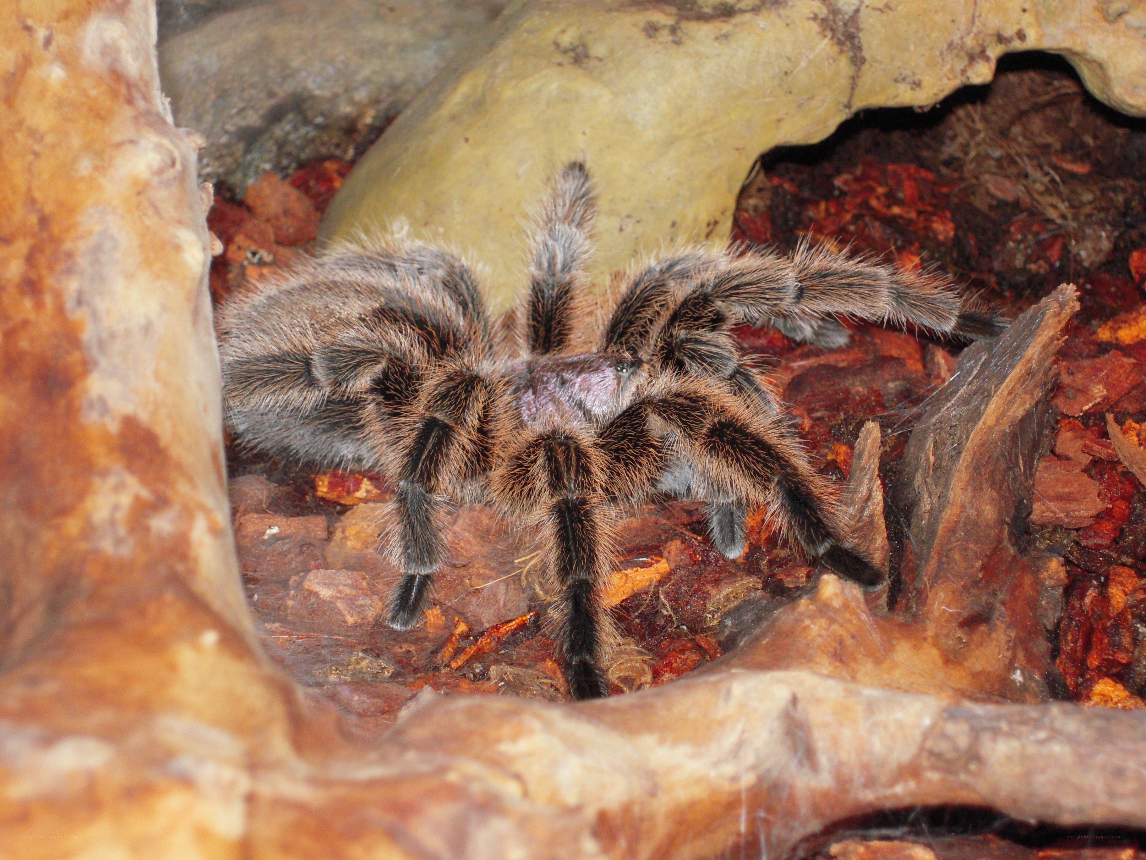 hairy tarantula in enclosure