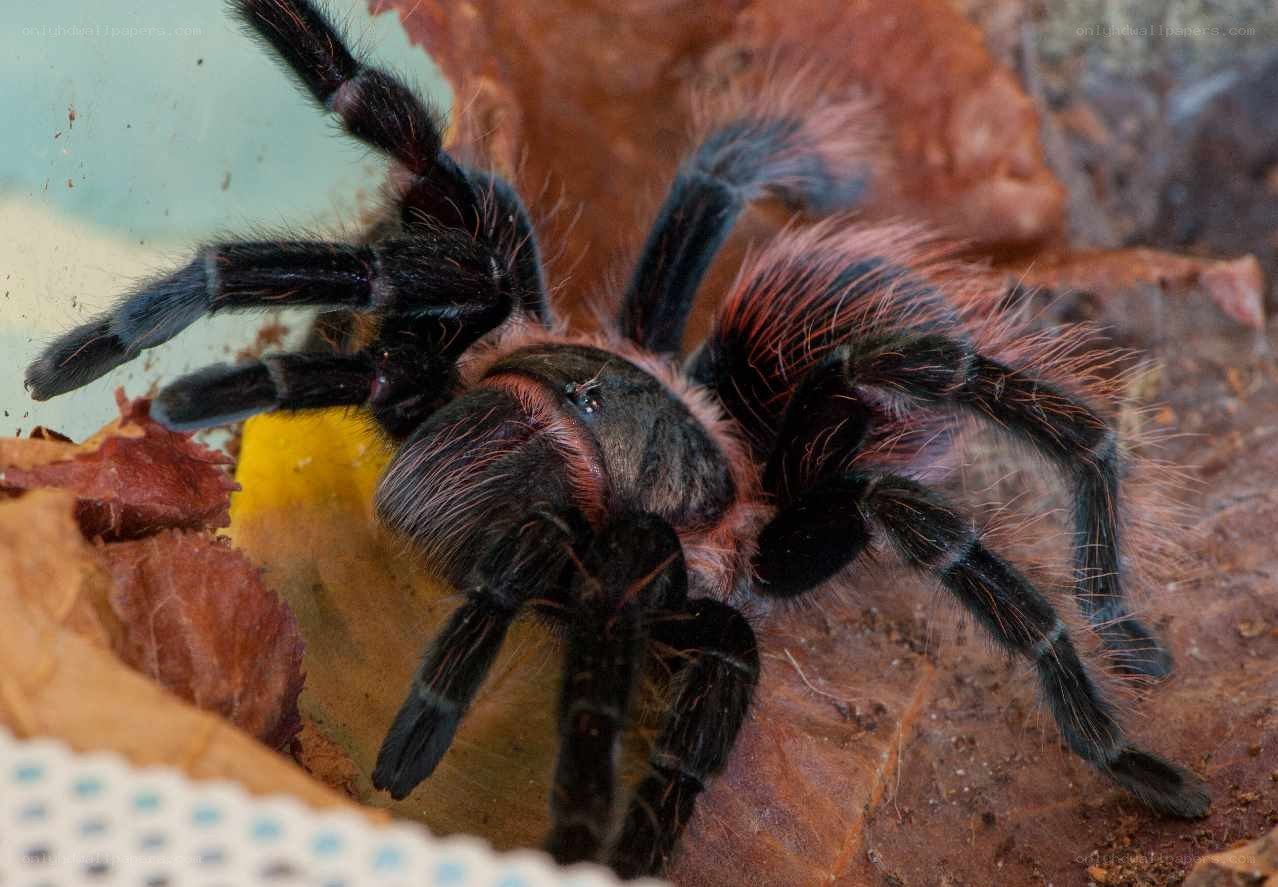 hairy tarantula in enclosure