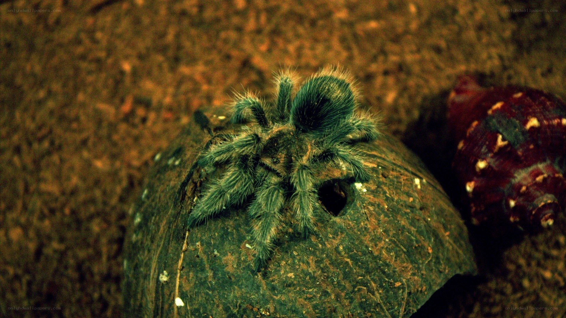 hairy tarantula on coconut