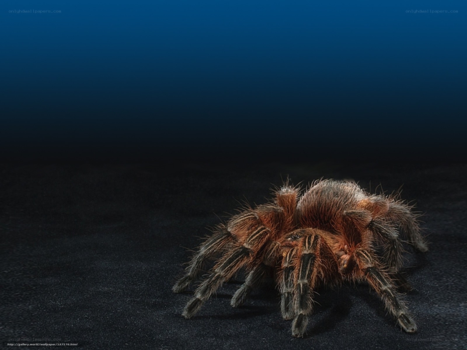 Hairy tarantula on dark ground