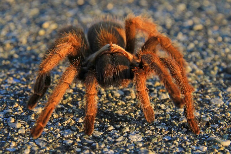 Hairy tarantula on gravel