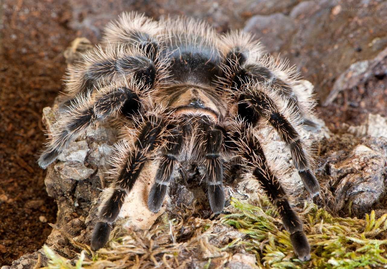 hairy tarantula on rock