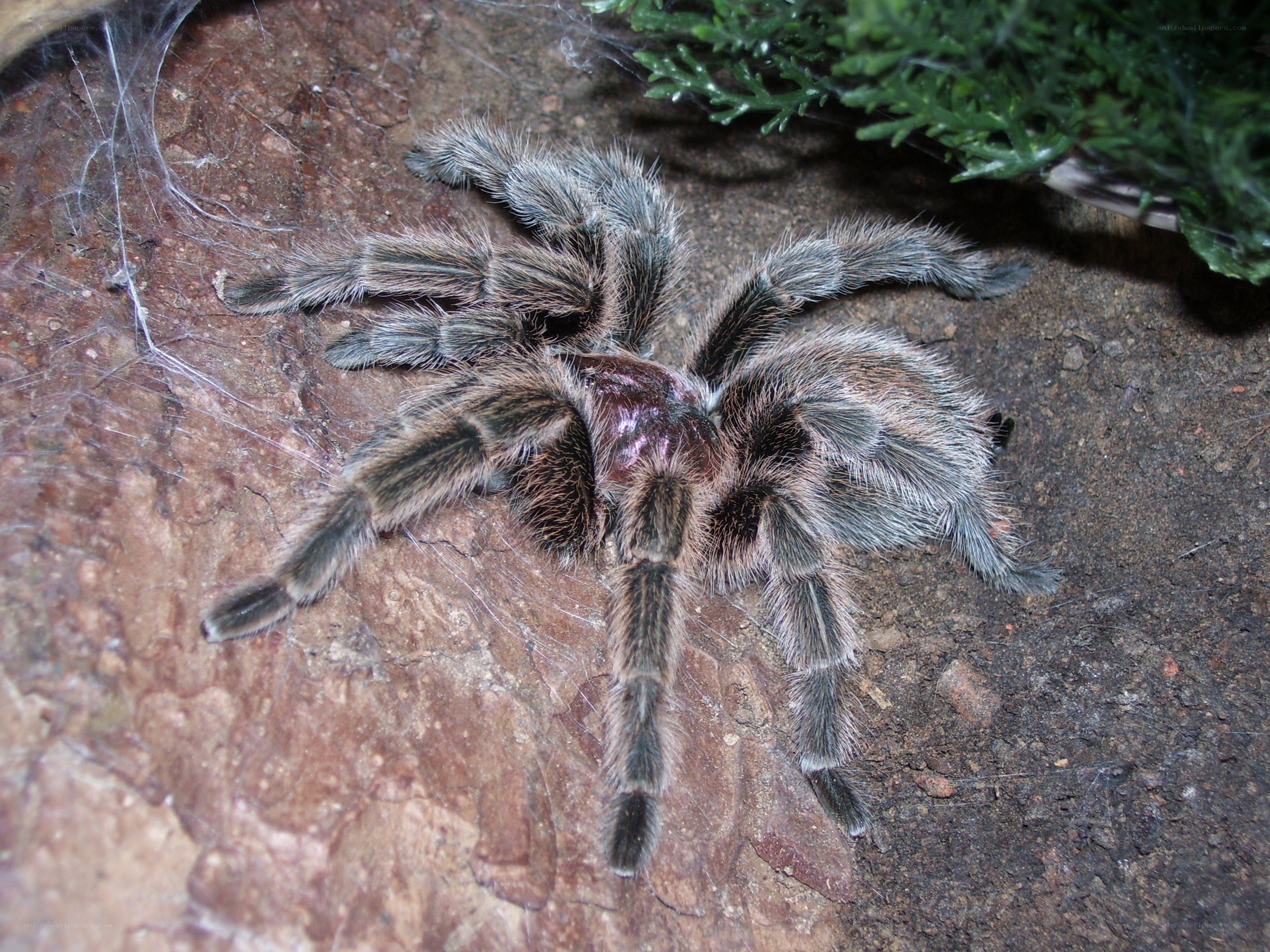 hairy tarantula on rock
