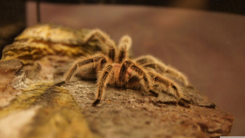Hairy Tarantula on Rock — Brown, Natural