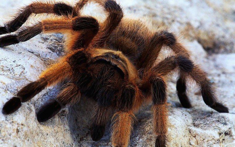 Hairy Tarantula on Rock — Brown