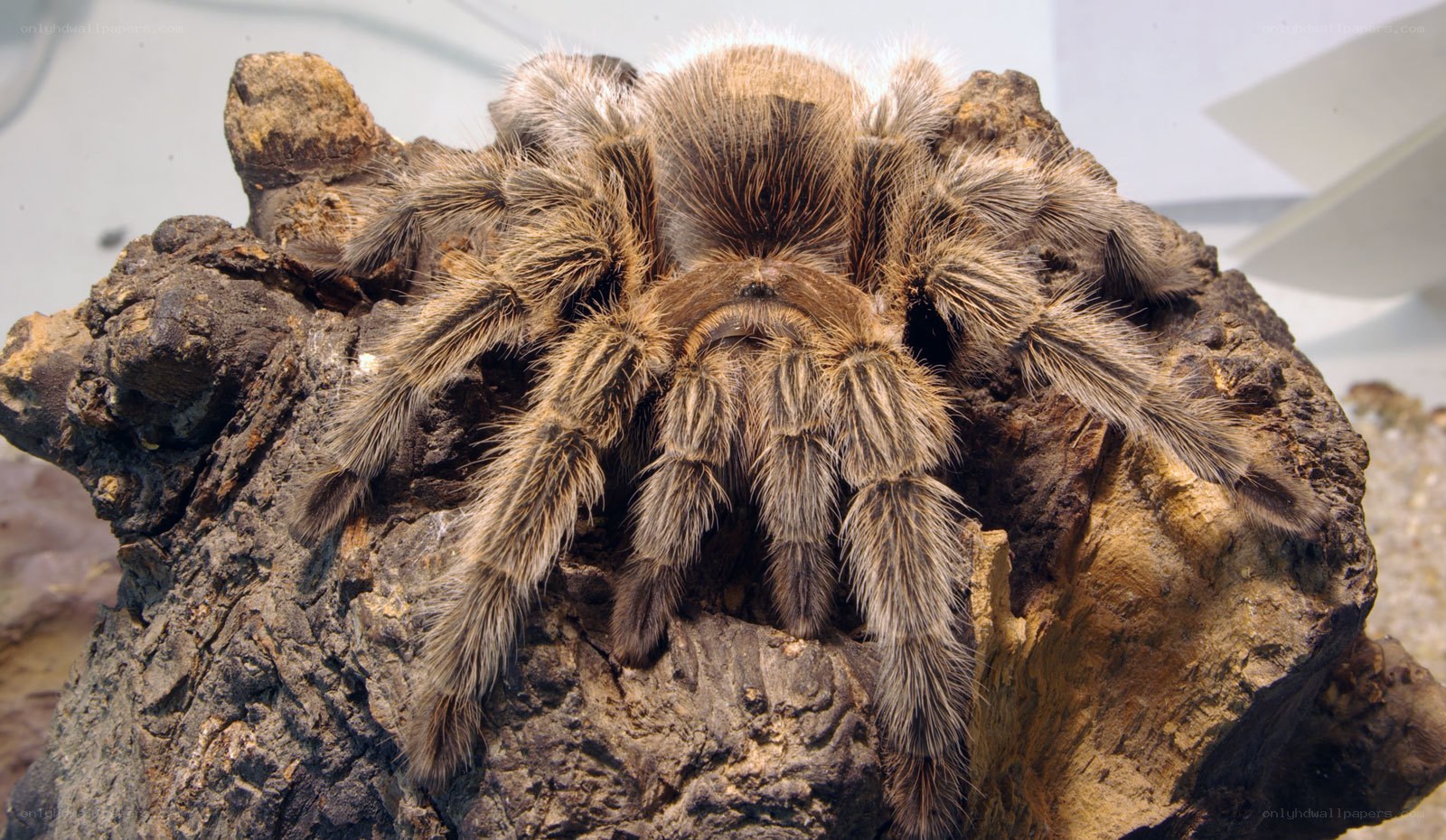 hairy tarantula on rock