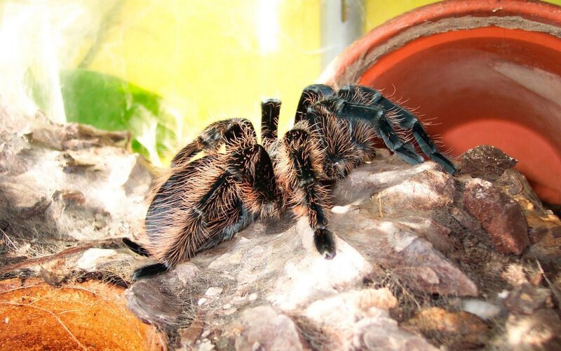 Hairy Tarantula on Rocks