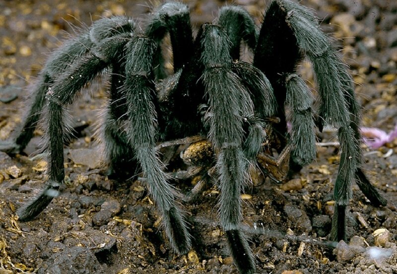 Hairy tarantula on soil