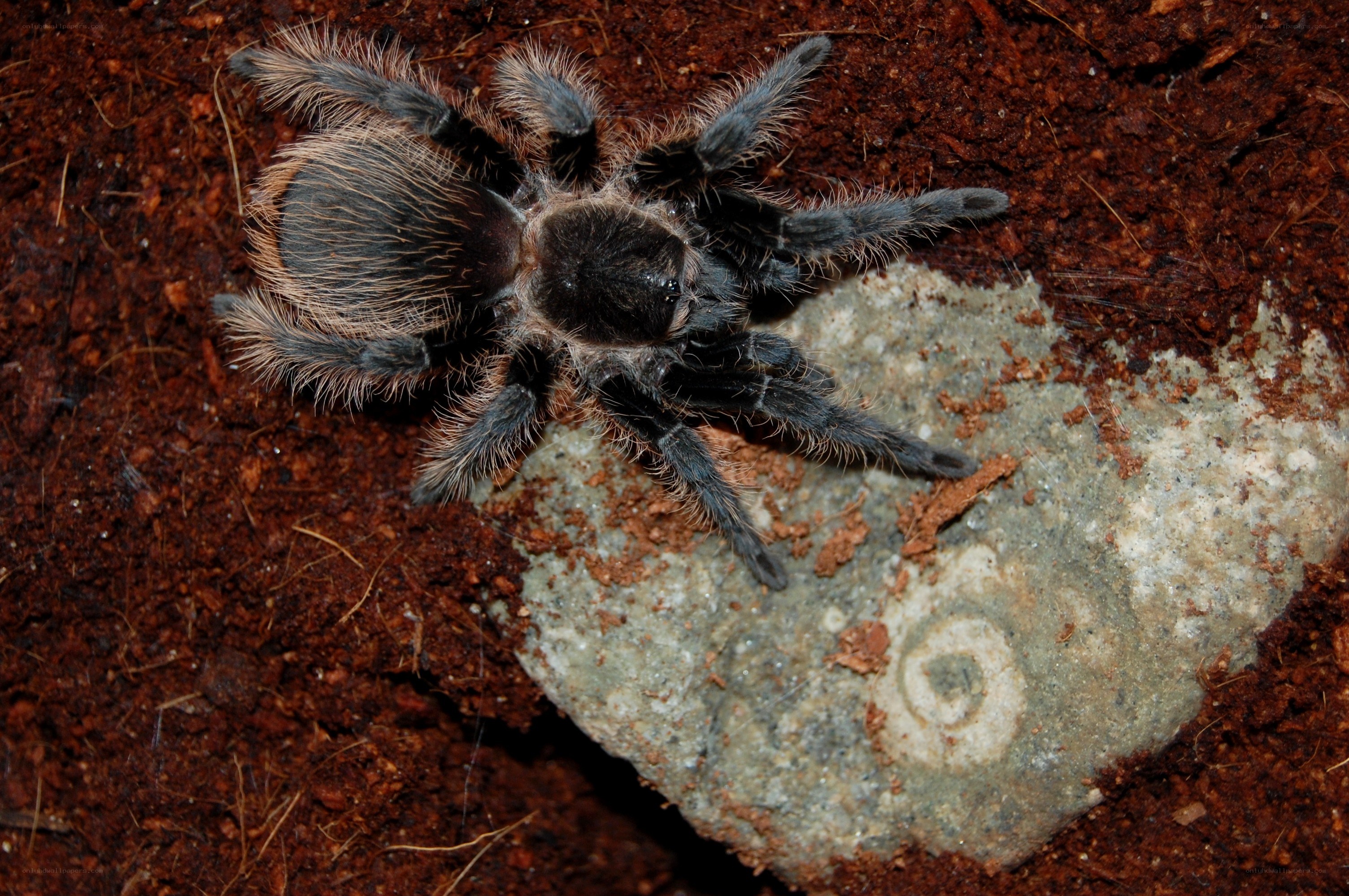 Hairy tarantula on soil
