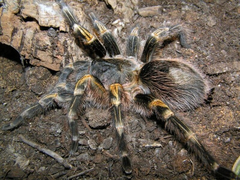 Hairy tarantula on soil