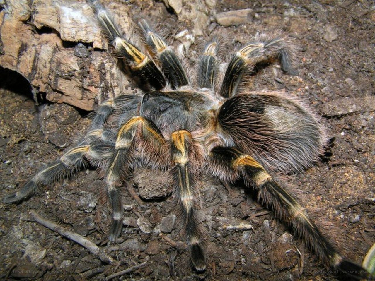 Hairy tarantula on soil