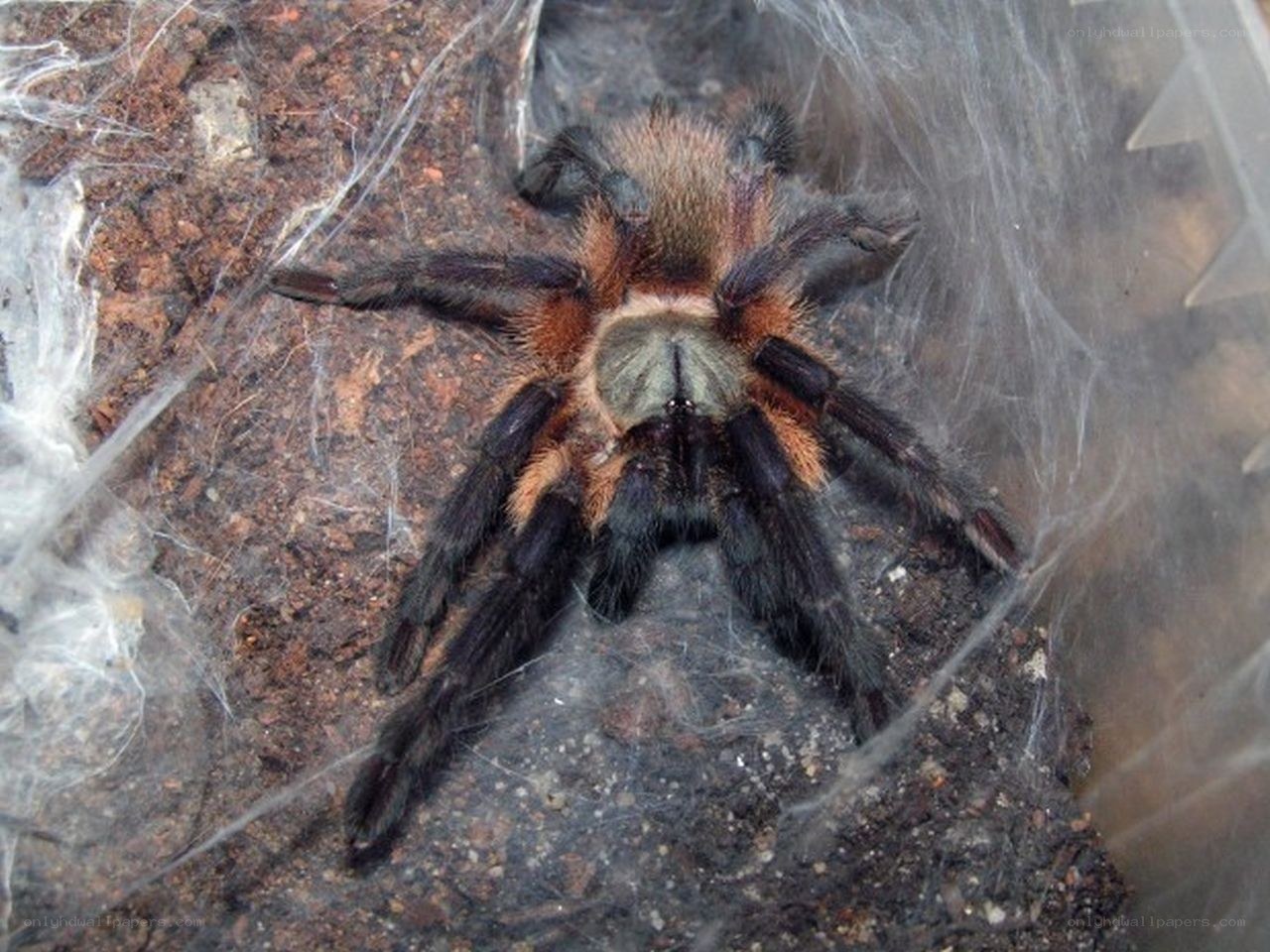 hairy tarantula on soil