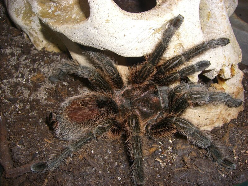 hairy tarantula on soil