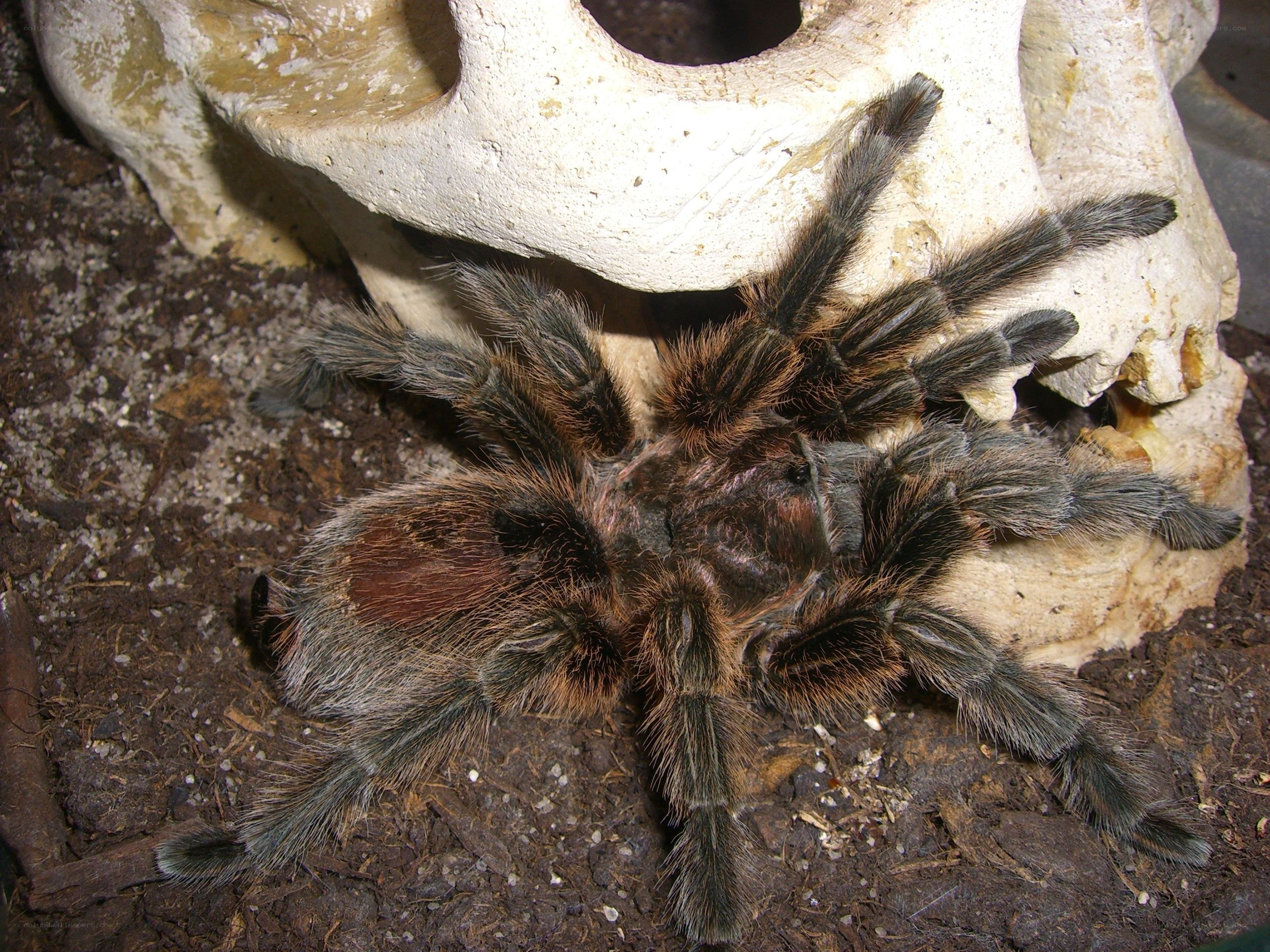 hairy tarantula on soil