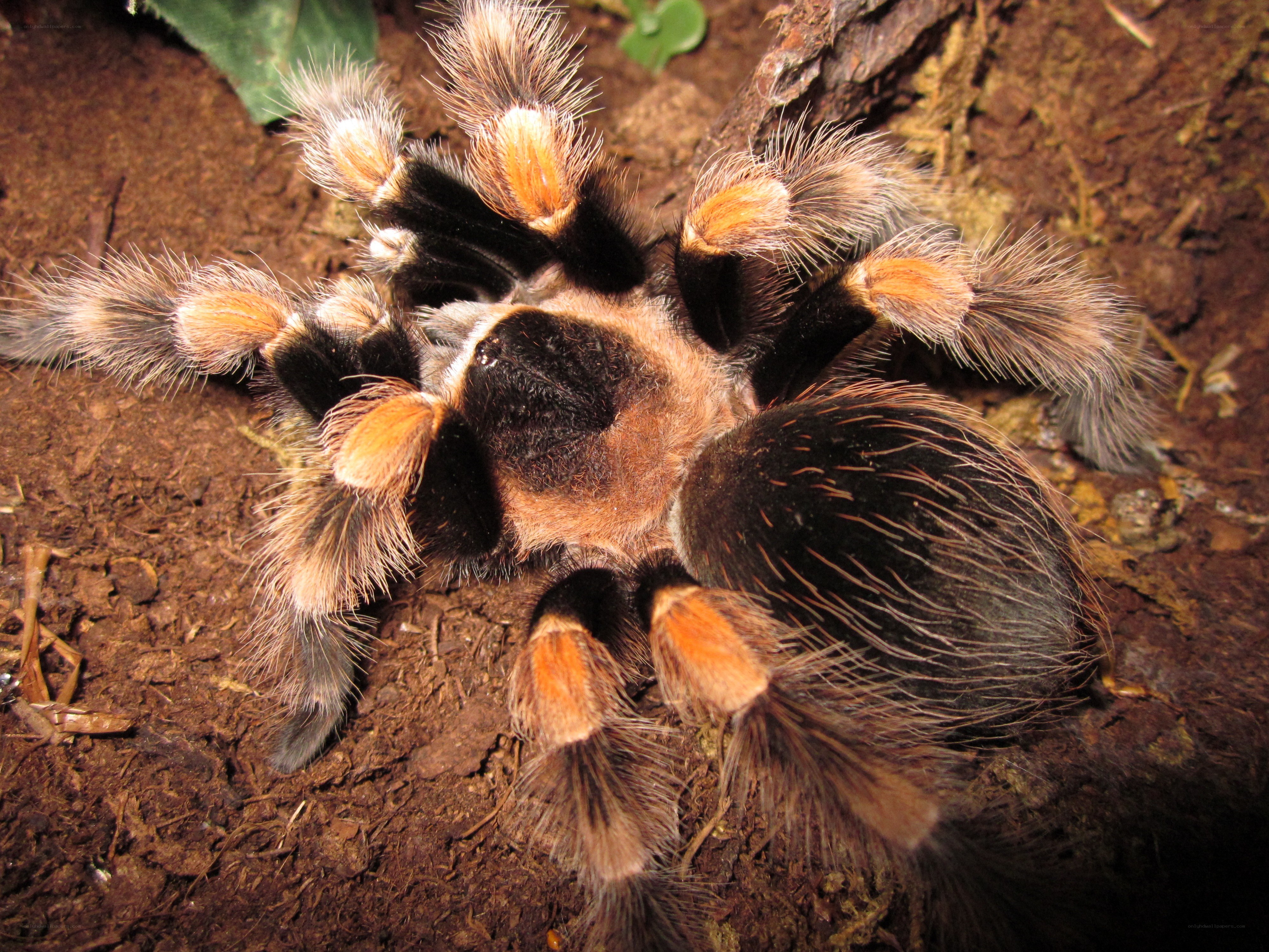 Hairy tarantula on soil