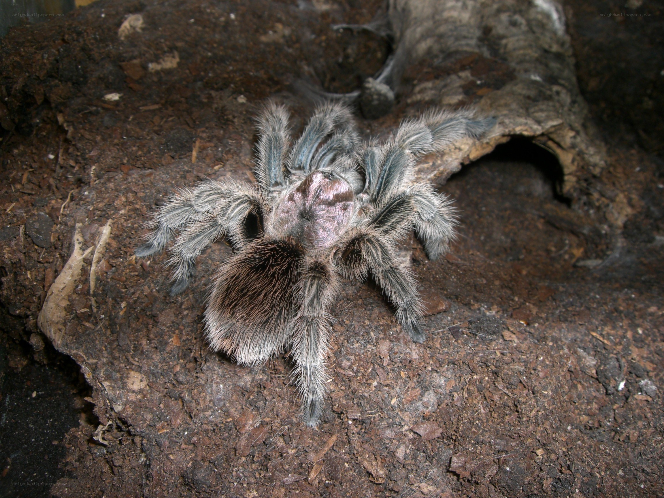 hairy tarantula on soil