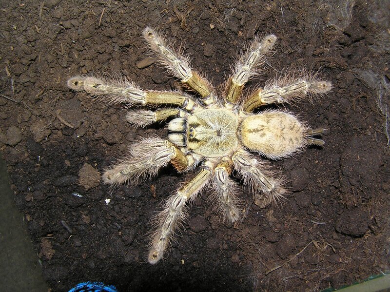 hairy tarantula on soil