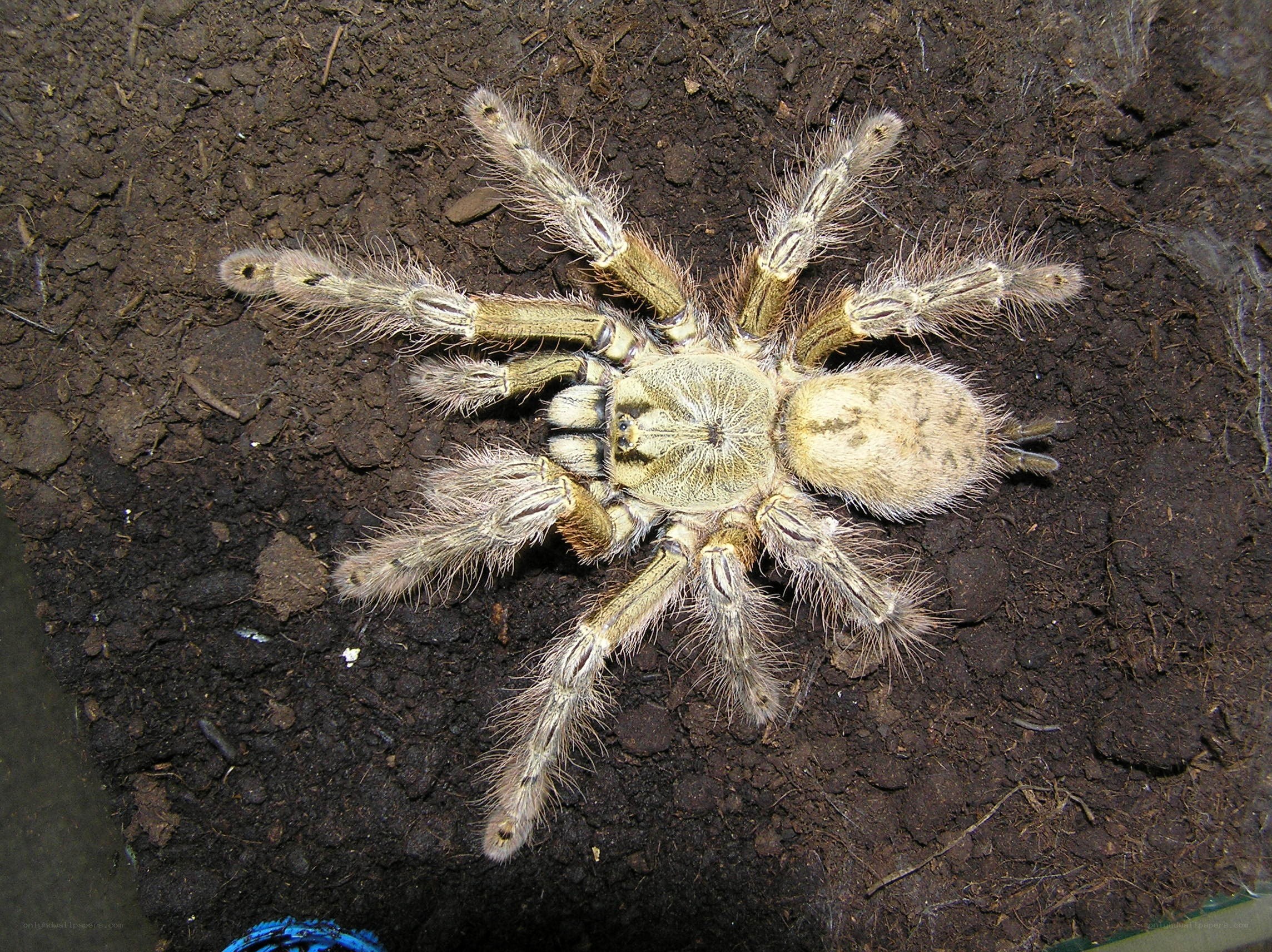 hairy tarantula on soil