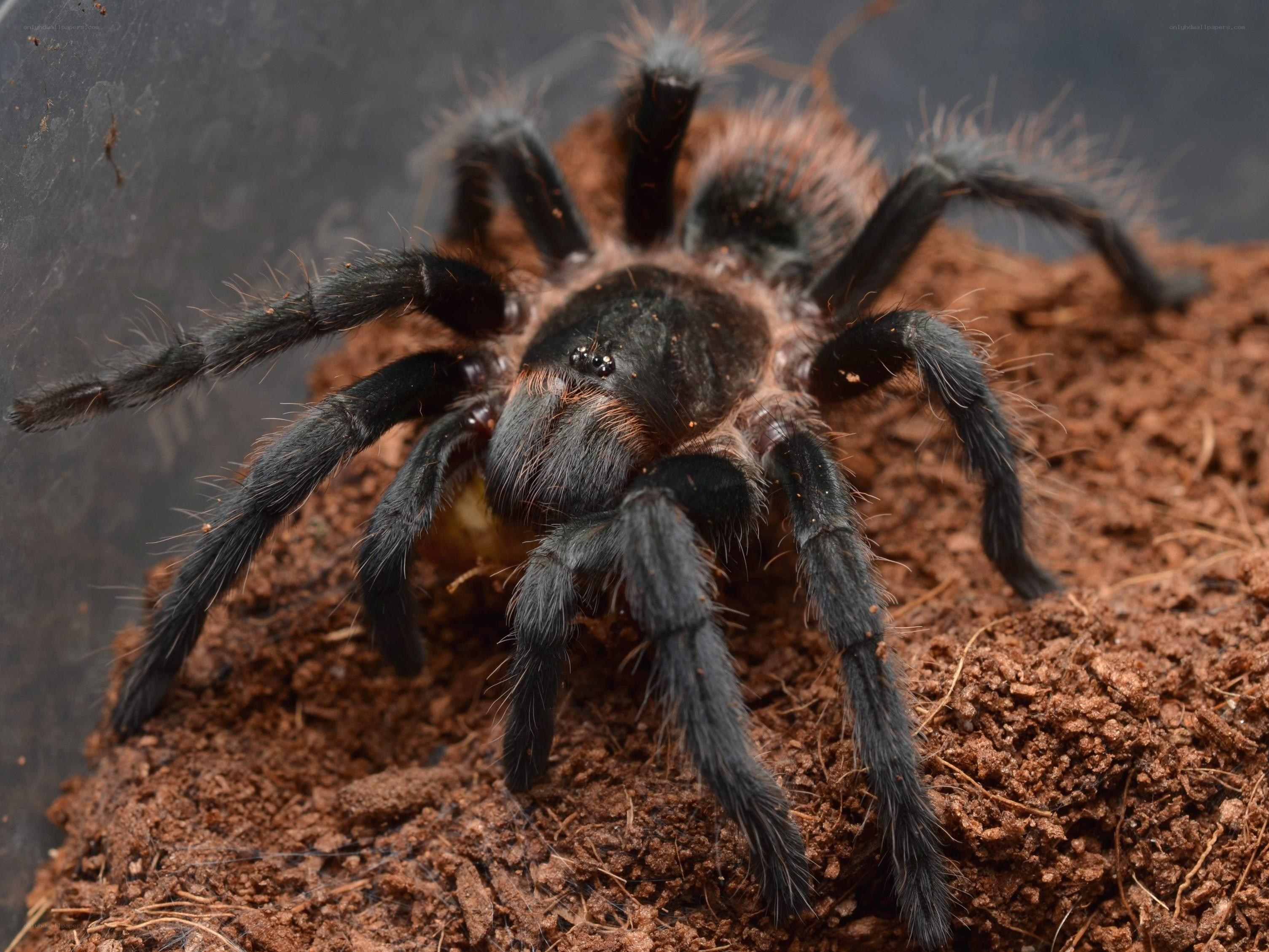 hairy tarantula on soil