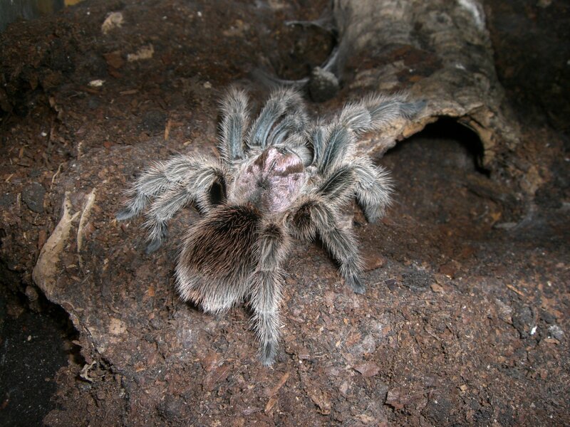 Hairy Tarantula on Soil — Brown, Natural