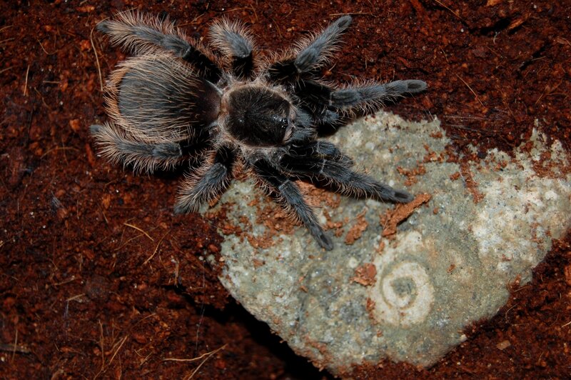 Hairy Tarantula on Soil — Brown