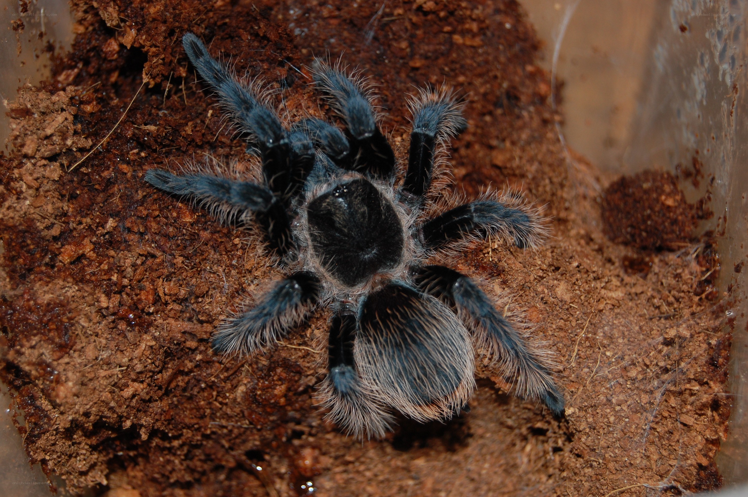 hairy tarantula on soil