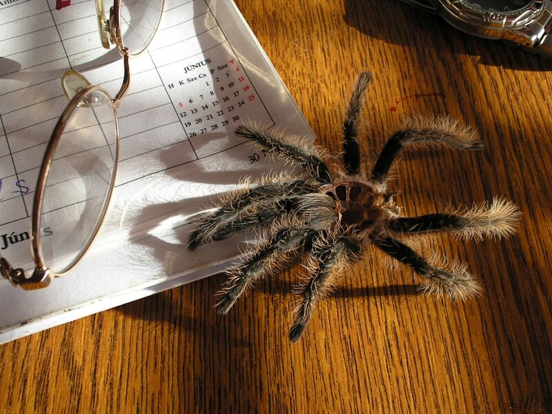 Hairy Tarantula on Table