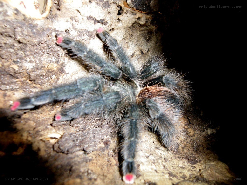 hairy tarantula on tree bark