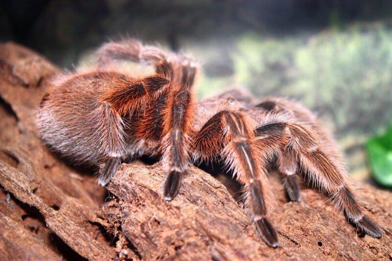 hairy tarantula on wood