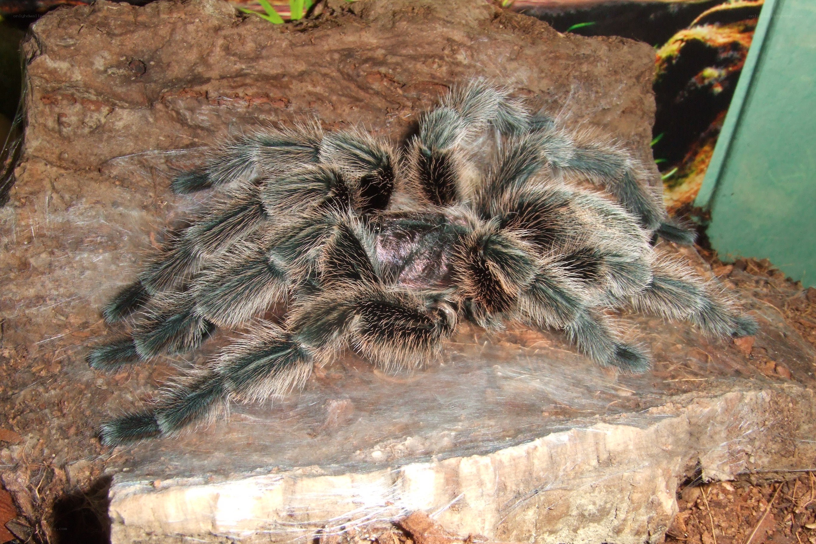 hairy tarantula on wood