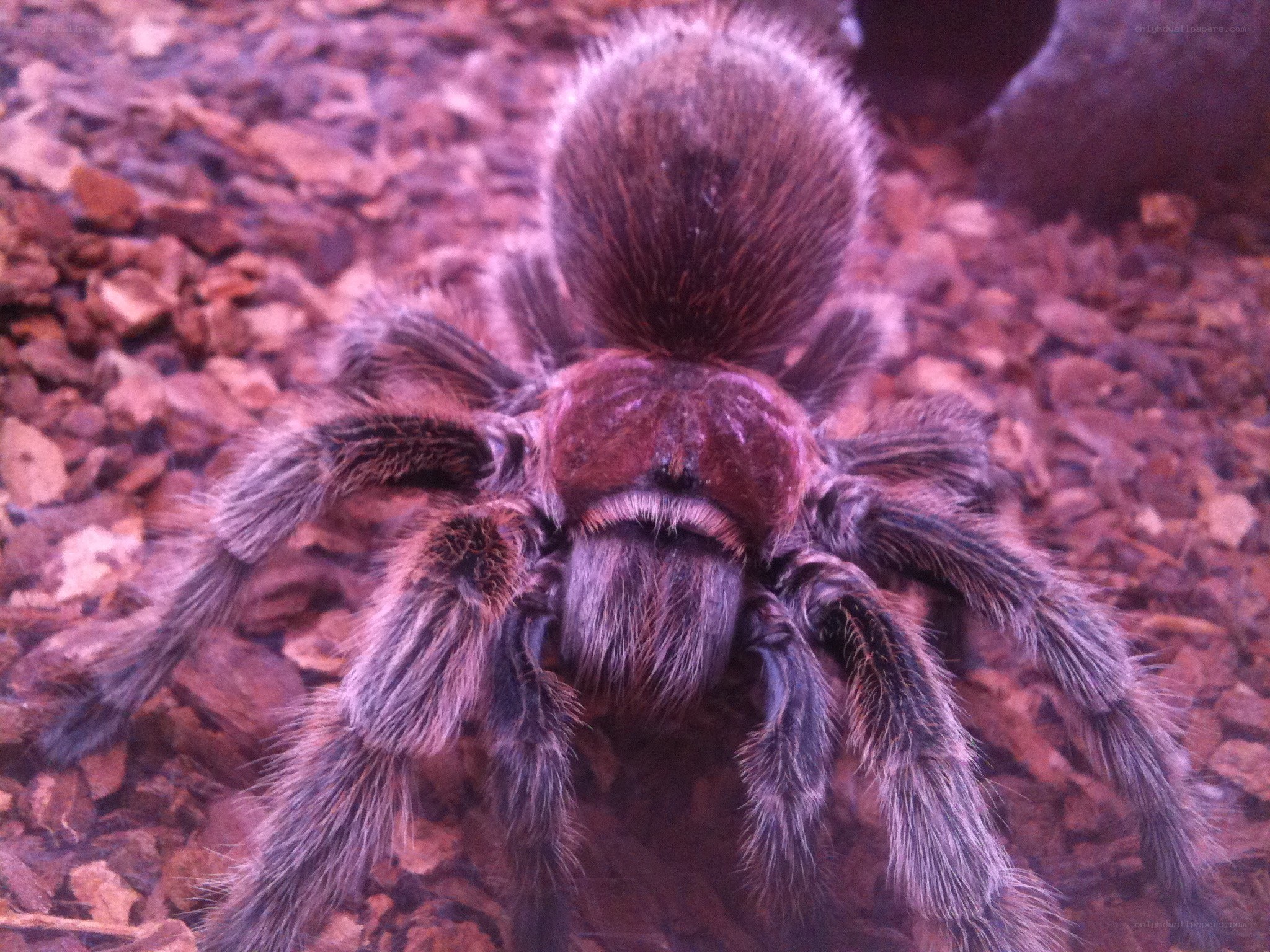 hairy tarantula on wood chips