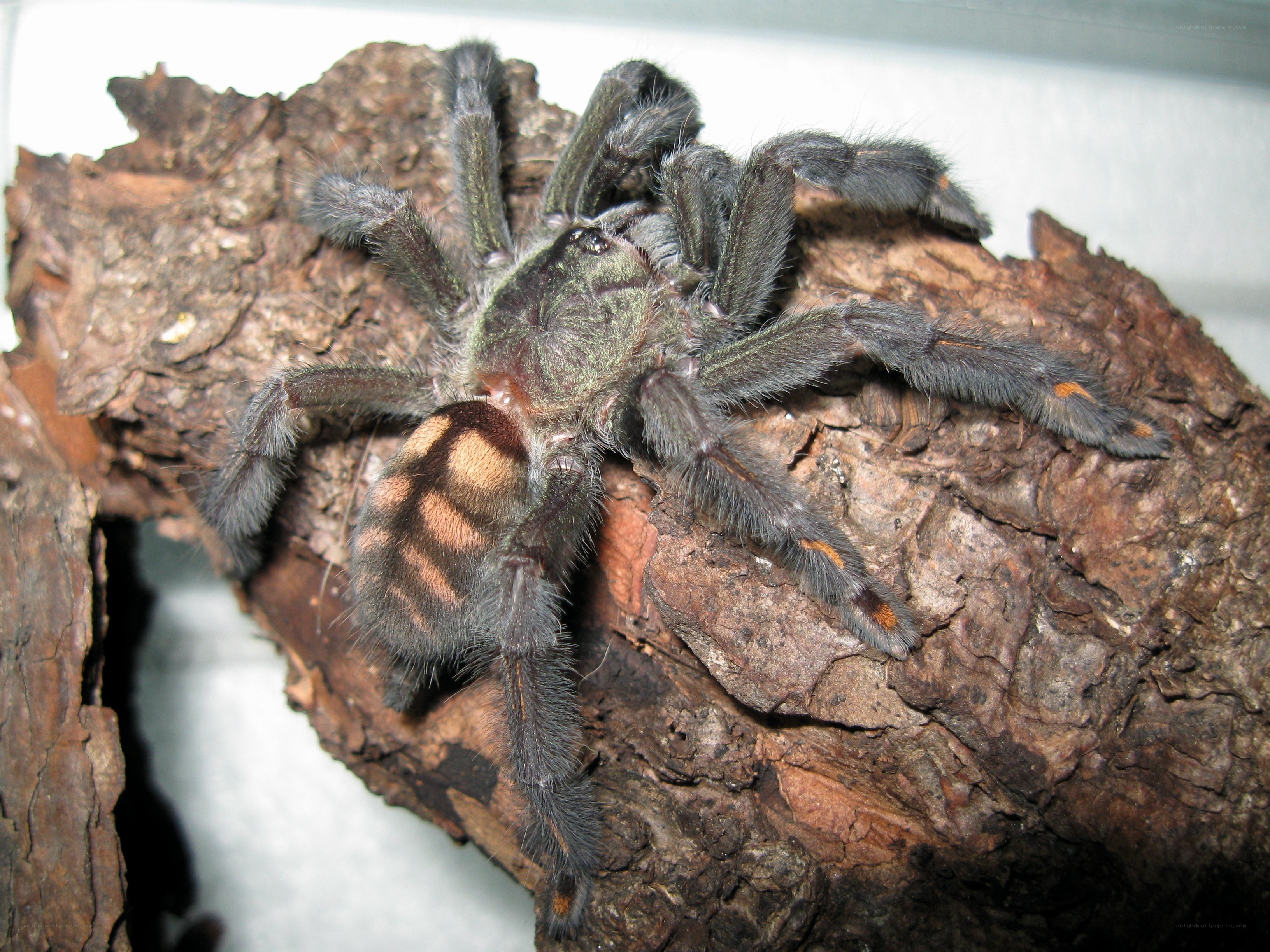 hairy tarantula on wood