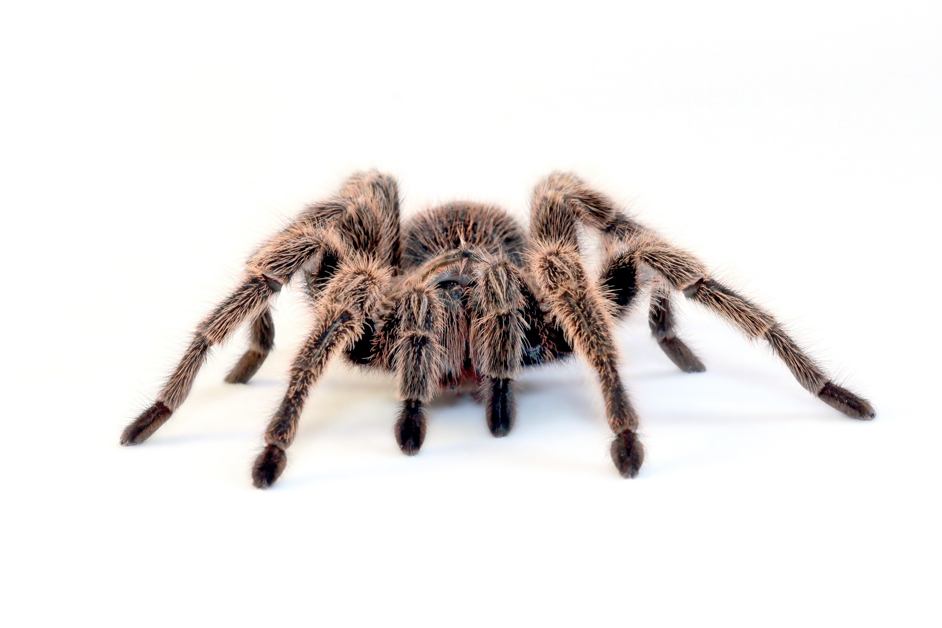 hairy tarantula spider