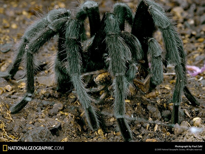 Hairy Tarantula Spider — Black, Natural, Photograph