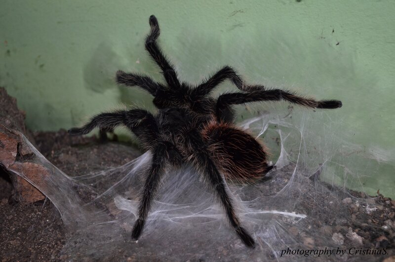 Hairy Tarantula Spider — Black