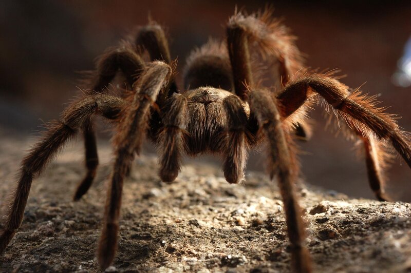 Hairy Tarantula Spider — Brown, Dramatic