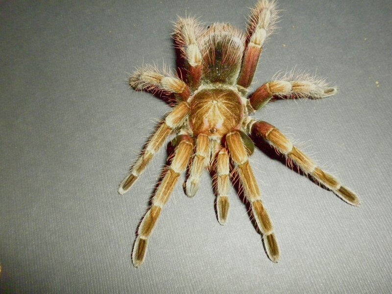 Hairy Tarantula Spider — Brown, Neutral