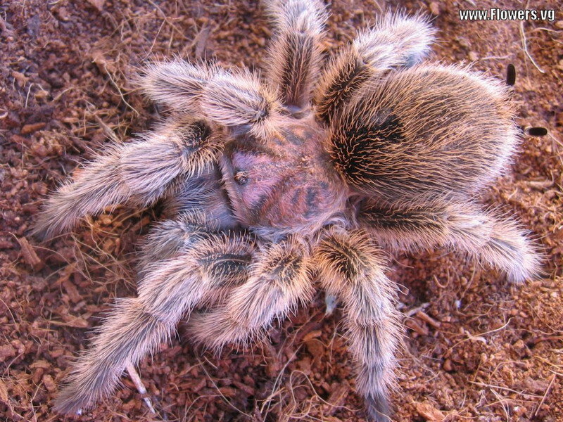 Hairy Tarantula Spider — Brown