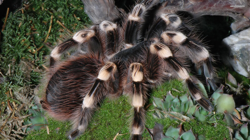 Hairy Tarantula Spider — Green