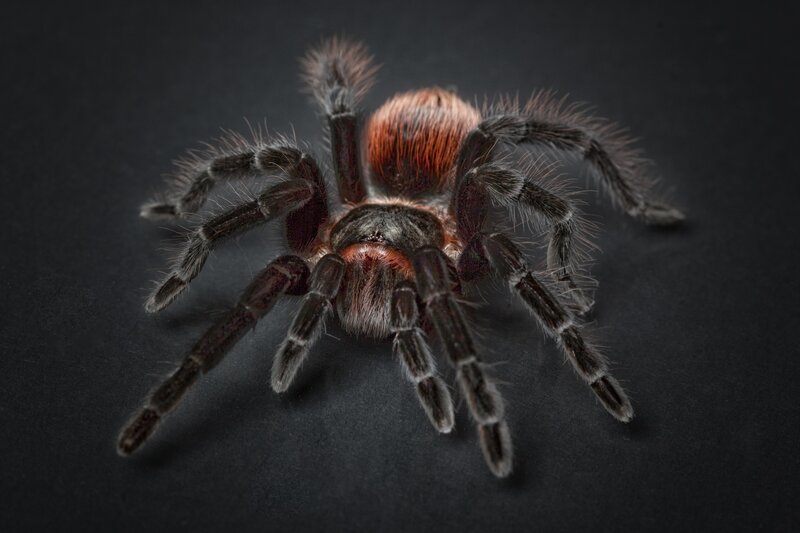 hairy tarantula spider