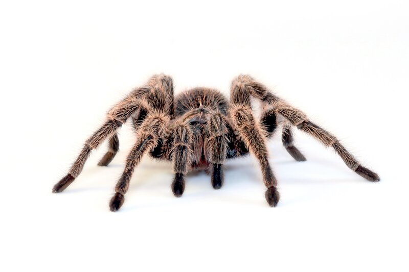 Hairy Tarantula Spider — White, Neutral