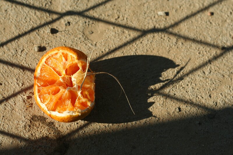 Half-eaten Orange