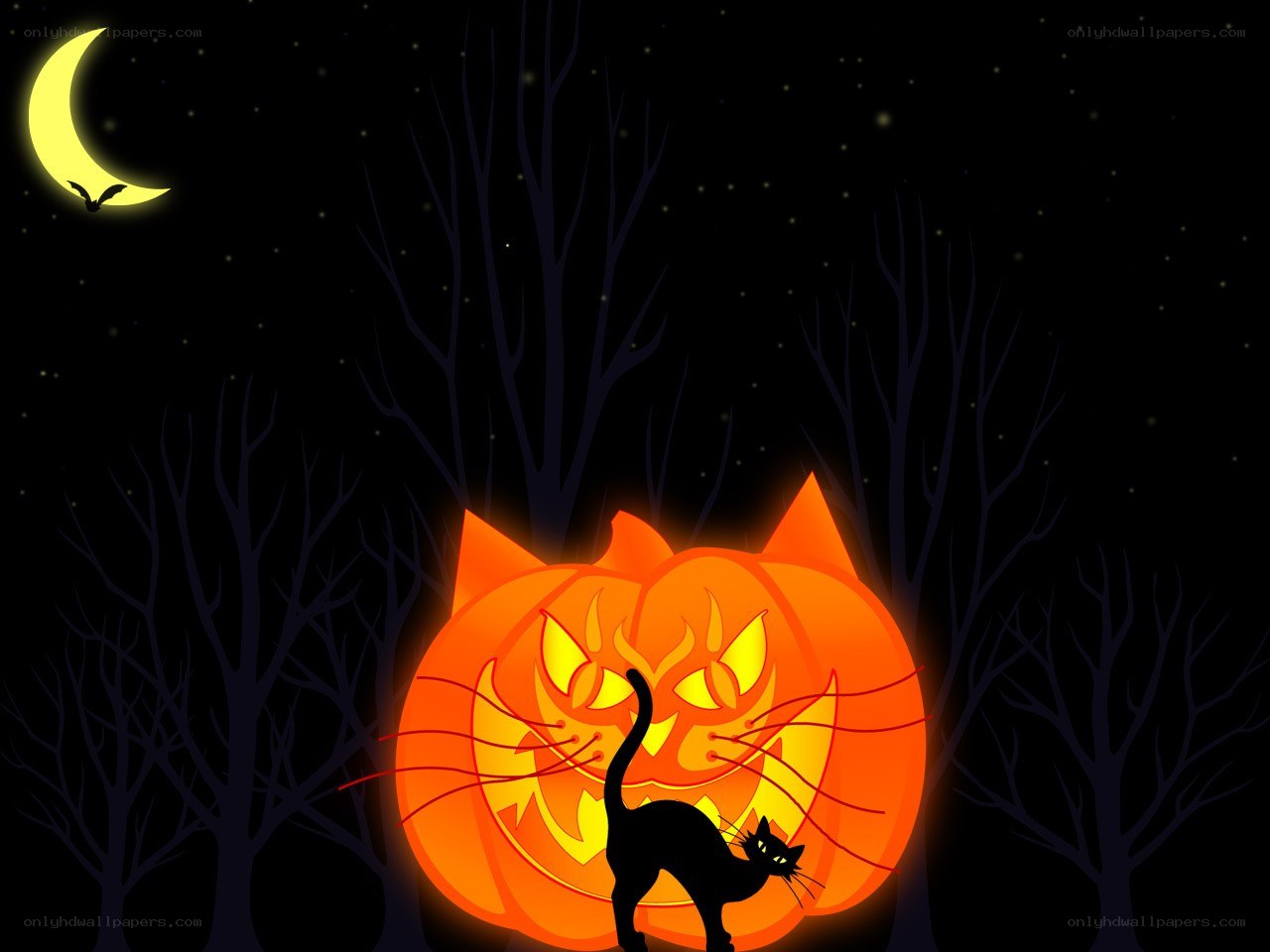 Halloween cat and pumpkin
