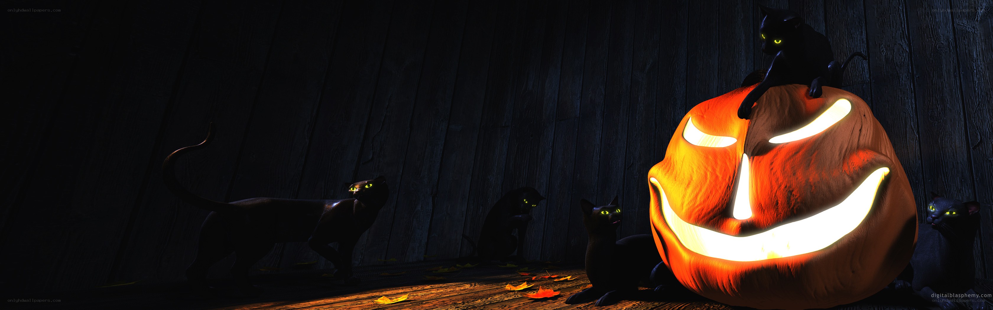 Halloween cats and pumpkin