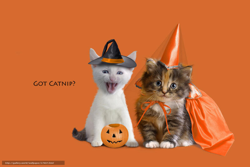 Halloween kittens