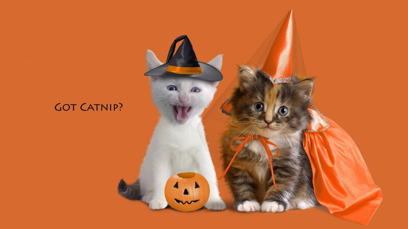 Halloween kittens with catnip