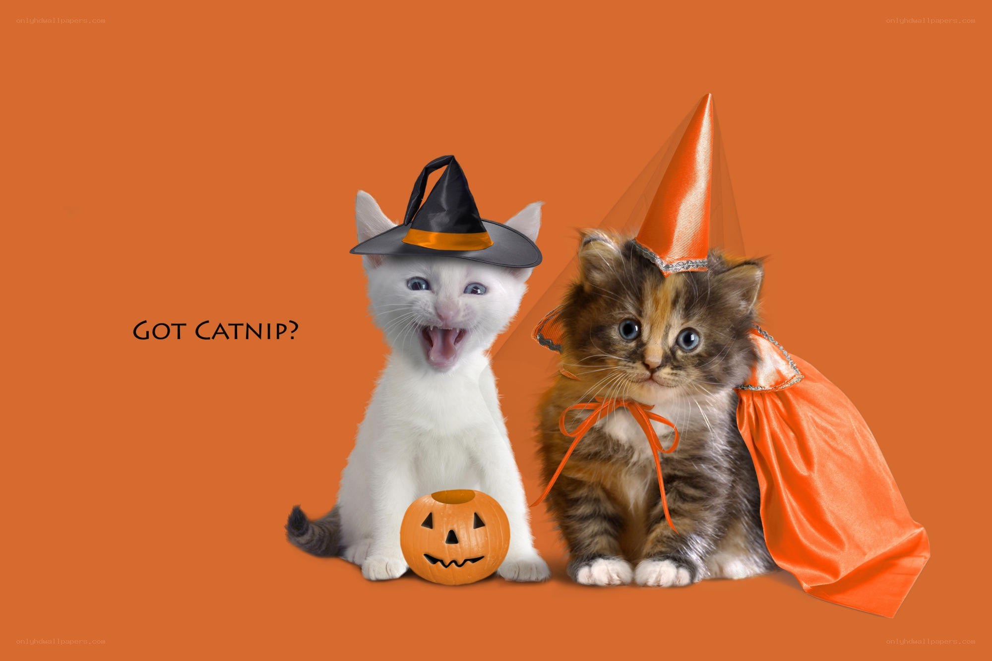 Halloween kittens with costumes