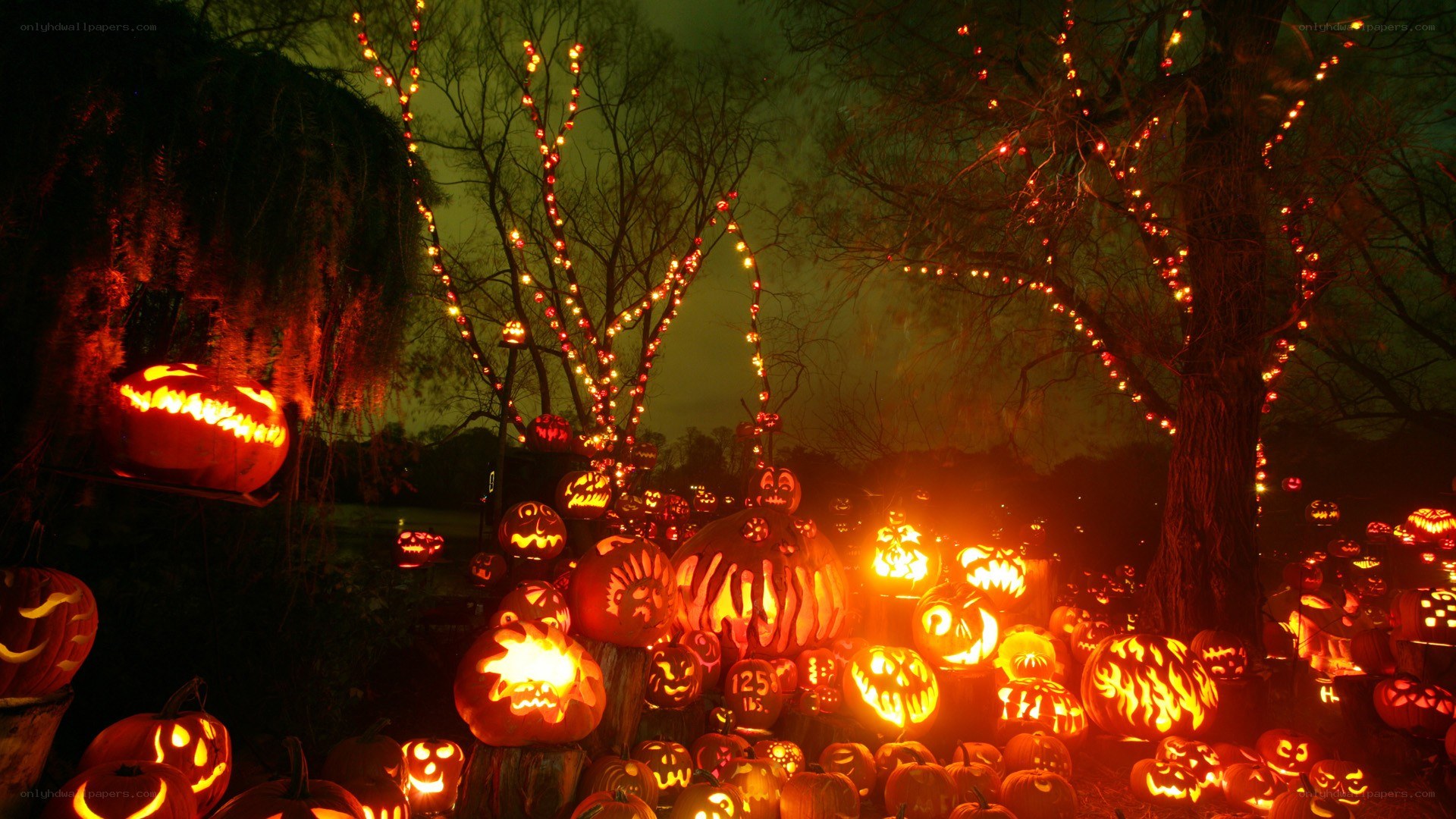 Halloween pumpkin display at night